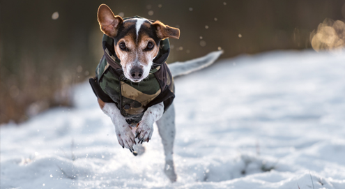 A dog coat for your furry friend