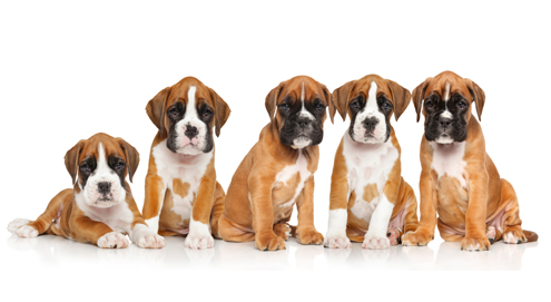 Acheter un chiot