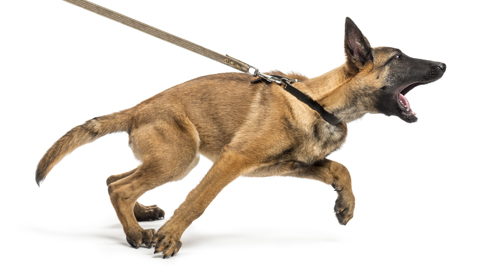 Au secours ! Mon chien tire sur la laisse !