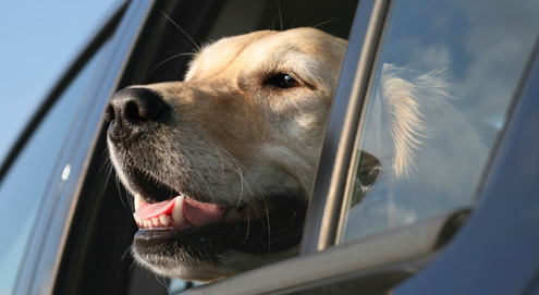 Be prepared for summer with your dog!