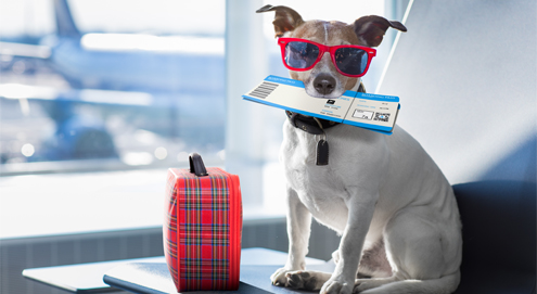 Bescherm je hond en kat tegen ‘vakantiewormen’