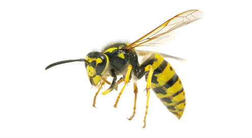 Beware! Aggressive wasps are approaching