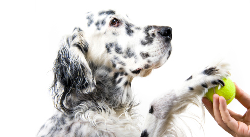 Bewegen met hond en kat