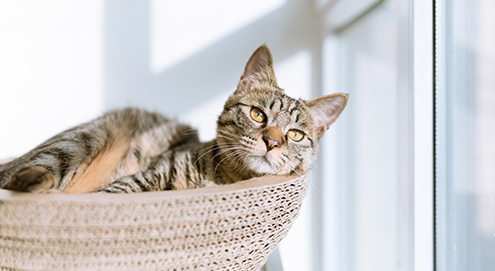 Blaasontsteking bij de kat