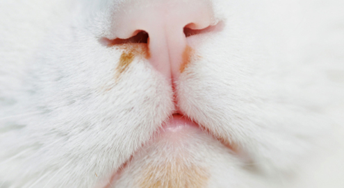 Cat flu
