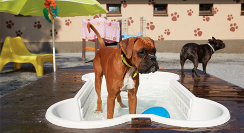 Chien et temps chaud : 8 astuces