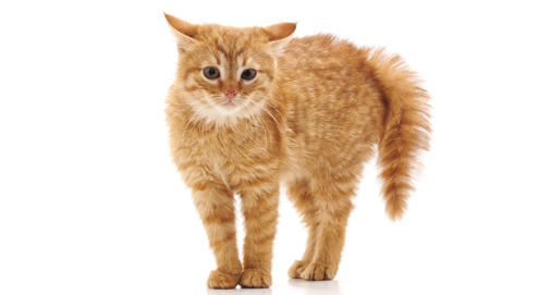 Comment socialiser son chaton ?