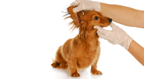 Comment soigner les oreilles de votre chien ou chat