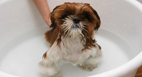 Coronavirus : Laver son chien ou chat