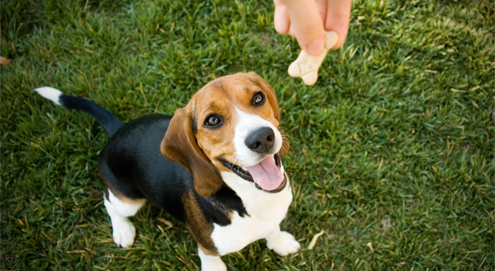 Découvrez les meilleures friandises de Beeztees pour votre chien