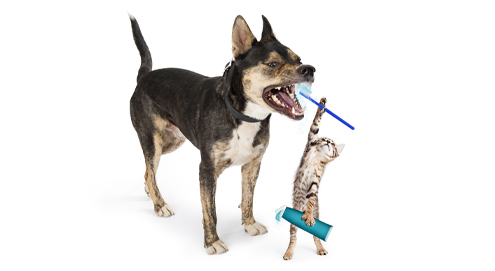 Dental diet for dogs and cats