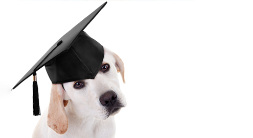 Un cours de dressage pour votre chiot ?