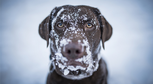 Did you already know that: "Road salt is deadly to dogs"