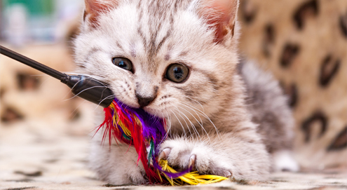 Divertissez votre animal de compagnie : le top 5 des jouets pour chiens et chats les plus populaires