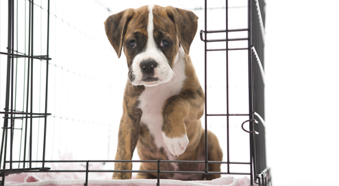 Dresser son chiot avec une cage pour chien