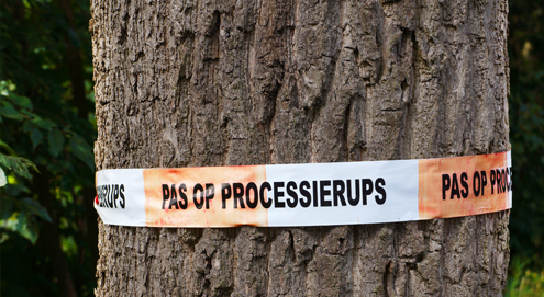 EHBO bij contact eikenprocessierups