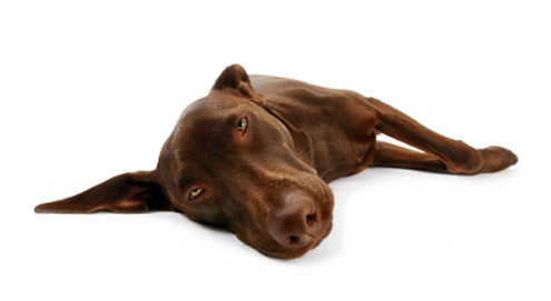 Epilepsy in dogs and cats