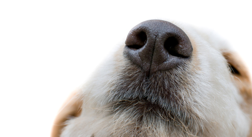 Fear, stress and pheromones
