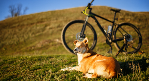 Fietsen met honden