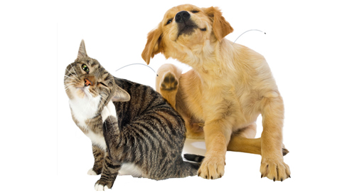 Fleas on dogs and cats