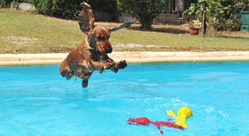Going on holiday with your pet? Tips and advice