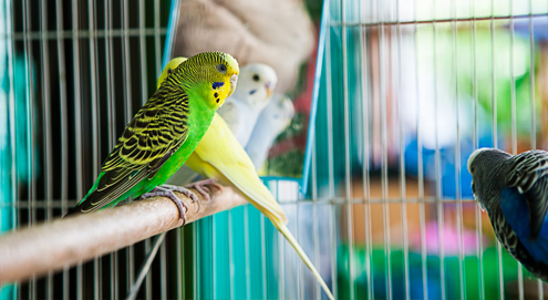 Gourmetten en het gevaar voor vogels