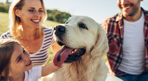 Hoe vaak geef je een hond een wormenkuur?