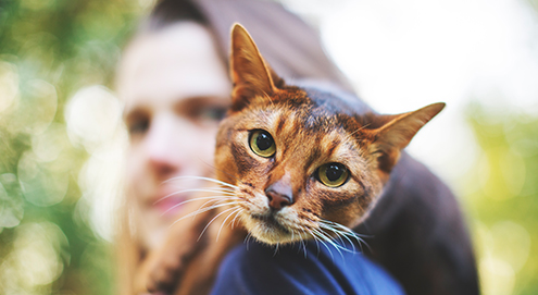 Hoe vaak geef je een kat een wormenkuur?
