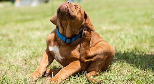 Is your dog itchy?