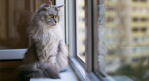 Let op! Kantelraam is dodelijk voor katten!