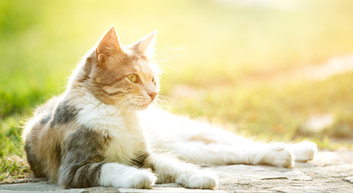 Kattengras