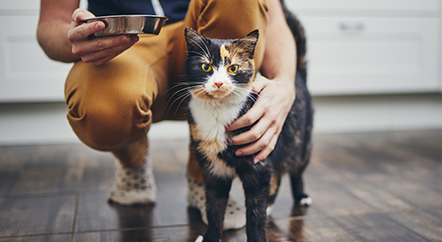 Krijgt jouw kitten nog kittenvoeding?