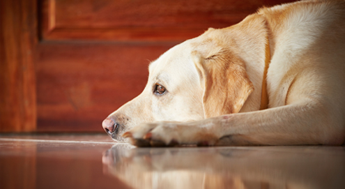 L’anxiété de séparation chez les chiens