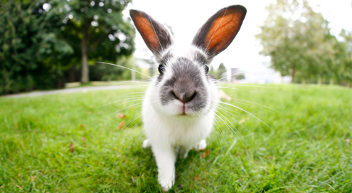 La myiase chez le lapin