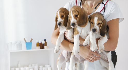 La première portée de chiot d'une chienne