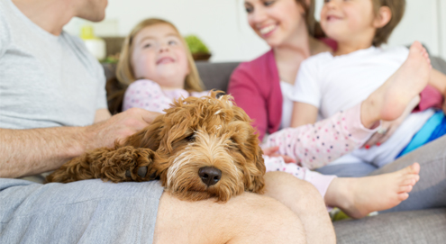 La socialisation du chiot