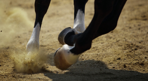 Laminitis - Hufrehe