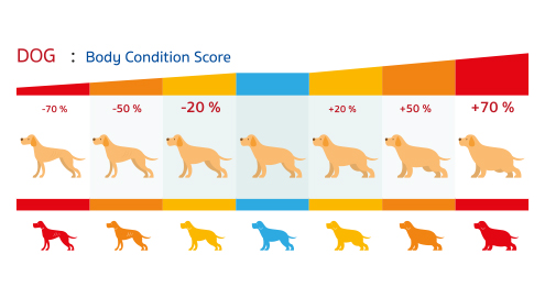 Le Body Condition Score du chien et du chat