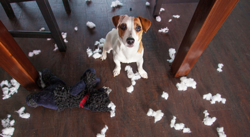 Leaving your puppy alone