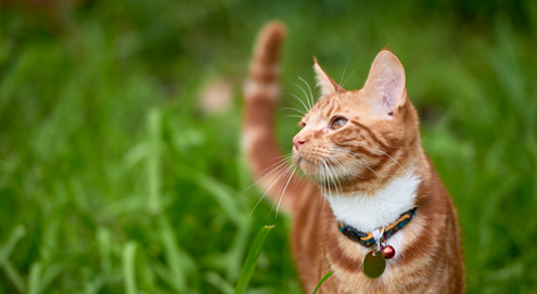 Longworm bij katten