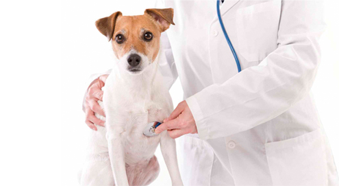 Luchtwegaandoeningen bij hond en kat