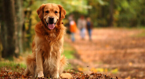 National Pet Month - How to help without donating money