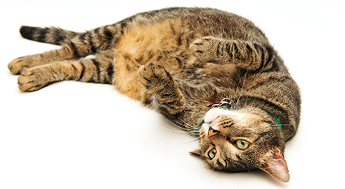 Obesity in cats and dogs
