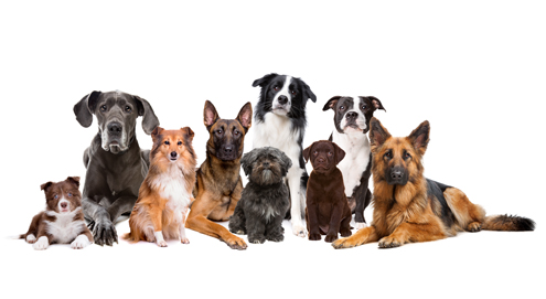 pedigree dogs dog whixley different nappers breeds