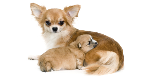 Dog pregnancy