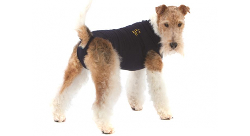 Quelle taille choisir pour mon animal de compagnie ?