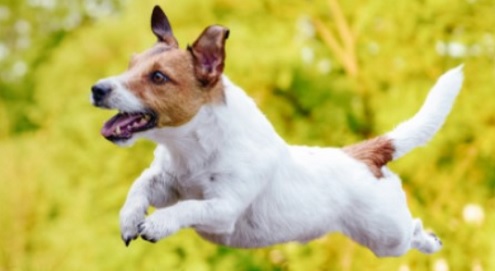 Renforcer le système immunitaire de votre animal