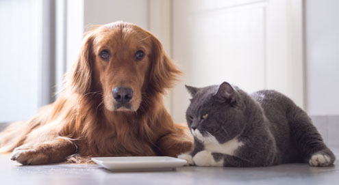 Royal Canin Alternativen