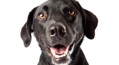 Soins dentaires chez le chien