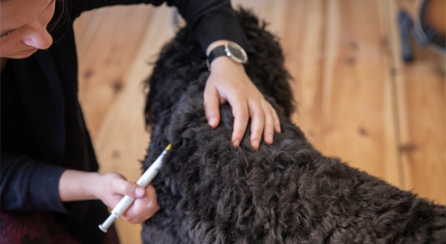 Teken bij honden
